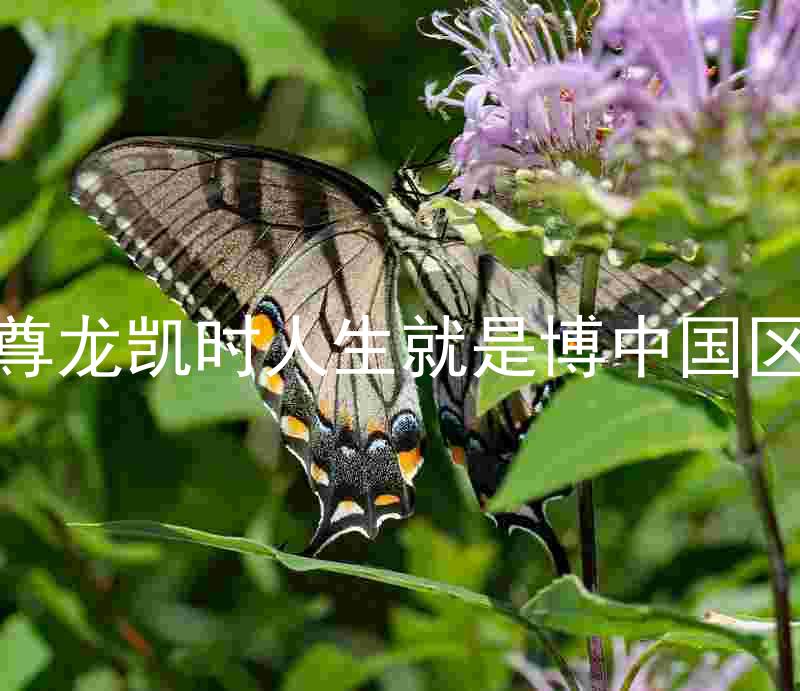 尊龙凯时人生就是博中国区